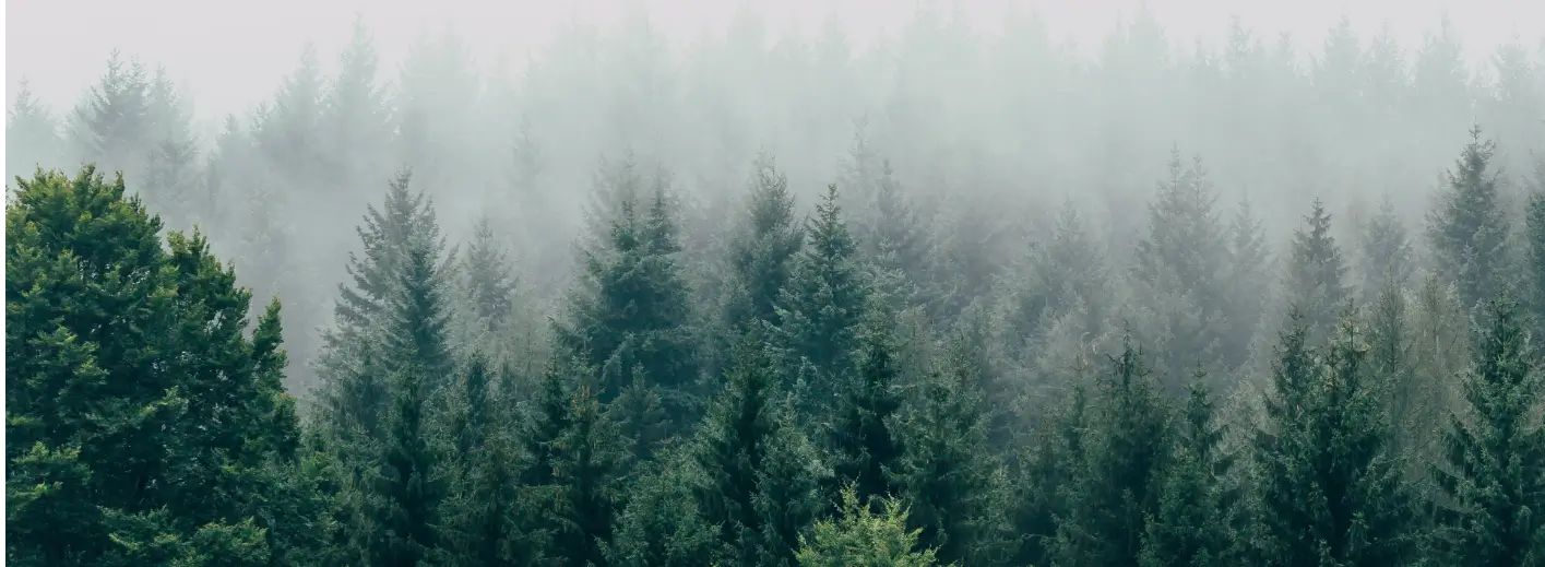 A forest of evergreen trees, shrouded by a low-hanging fog
